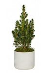 Potted Christmas Tree Picea Glauca with Lights