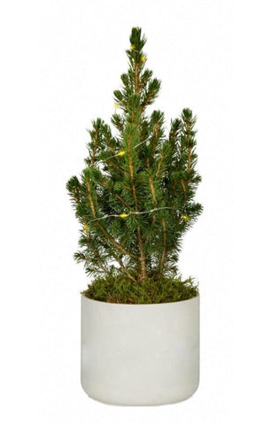 Potted Christmas Tree Picea Glauca with Lights