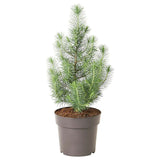 Potted Christmas Tree Pinus Pinea "Silver Crest" - Flowers Box London
