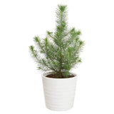 Potted Christmas Tree Pinus Pinea "Silver Crest" - Flowers Box London
