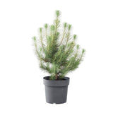 Potted Christmas Tree Pinus Pinea "Silver Crest" - Flowers Box London