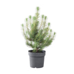 Potted Christmas Tree Pinus Pinea "Silver Crest"
