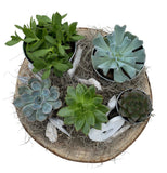 Pretty Assorted Succulent on Wood - Flowers Box London