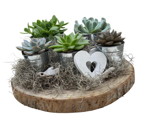 Pretty Assorted Succulent on Wood - Flowers Box London
