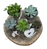 Pretty Assorted Succulent on Wood - Flowers Box London
