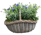 Pretty Basket of Blue Cornflowers Plants - Flowers Box London