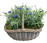Pretty Basket of Blue Cornflowers Plants - Flowers Box London