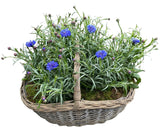 Pretty Basket of Blue Cornflowers Plants - Flowers Box London