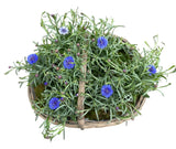 Pretty Basket of Blue Cornflowers Plants - Flowers Box London