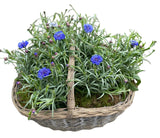 Pretty Basket of Blue Cornflowers Plants - Flowers Box London