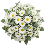 Pretty Bouquet of Daisies with Gypsophila and Eucalyptus - Flowers Box London