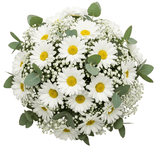 Pretty Bouquet of Daisies with Gypsophila and Eucalyptus - Flowers Box London