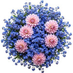 Pretty Bouquet of Forget Me Not and Dahlia - Flowers Box London