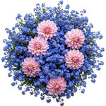 Pretty Bouquet of Forget Me Not and Dahlia