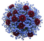 Pretty Bouquet of Forget Me Not and Dahlia
