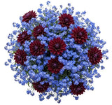 Pretty Bouquet of Forget Me Not and Dahlia