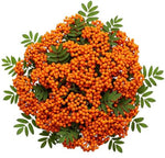 Pretty Bouquet of Orange Rowan Berries