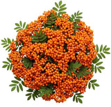 Pretty Bouquet of Orange Rowan Berries