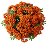 Pretty Bouquet of Orange Rowan Berries