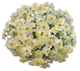 Pretty Bouquet of Paperyellow Ziva Narcissus - Flowers Box London