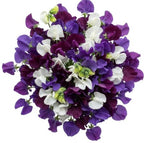 Pretty Bouquet of Purple and White Sweet Pea