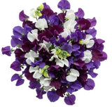 Pretty Bouquet of Purple and White Sweet Pea