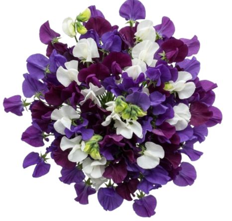 Pretty Bouquet of Purple and White Sweet Pea