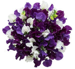 Pretty Bouquet of Purple and White Sweet Pea