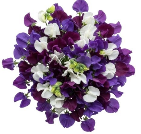 Pretty Bouquet of Purple and White Sweet Pea - Flowers Box London