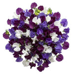 Pretty Bouquet of Purple and White Sweet Pea