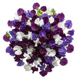 Pretty Bouquet of Purple and White Sweet Pea
