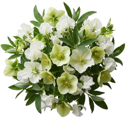Pretty Bouquet of Sweet Pea and Helleborus