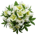 Pretty Bouquet of Sweet Pea and Helleborus