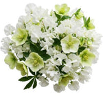 Pretty Bouquet of Sweet Pea and Helleborus