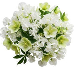 Pretty Bouquet of Sweet Pea and Helleborus - Flowers Box London