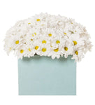 Pretty Box of Daisy Chrysanthemum