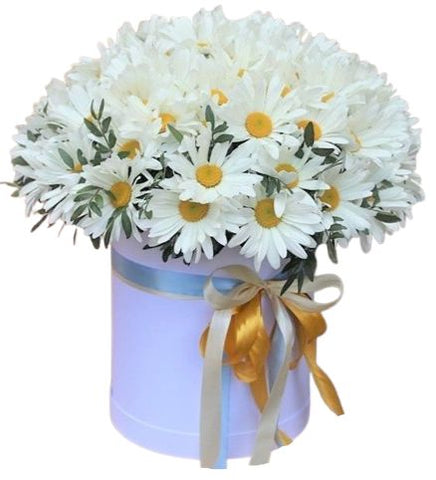 Pretty Daisy Leucanthemum with Greenery in Box