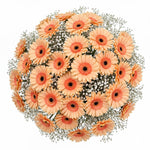 Pretty Gerberas with Gypsophila Bouquet - Flowers Box London