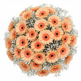 Pretty Gerberas with Gypsophila Bouquet - Flowers Box London
