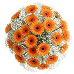 Pretty Gerberas with Gypsophila Bouquet - Flowers Box London