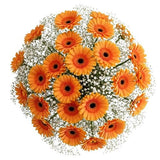 Pretty Gerberas with Gypsophila Bouquet - Flowers Box London