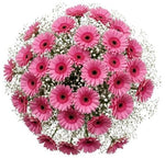 Pretty Gerberas with Gypsophila Bouquet - Flowers Box London