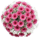 Pretty Gerberas with Gypsophila Bouquet - Flowers Box London