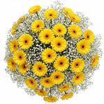 Pretty Gerberas with Gypsophila Bouquet - Flowers Box London