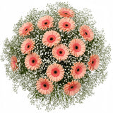 Pretty Gerberas with Gypsophila Bouquet - Flowers Box London