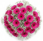 Pretty Gerberas with Gypsophila Bouquet - Flowers Box London