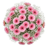 Pretty Gerberas with Gypsophila Bouquet - Flowers Box London