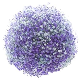 Pretty Light Blue and Purple Gypsophila Bouquet - Flowers Box London