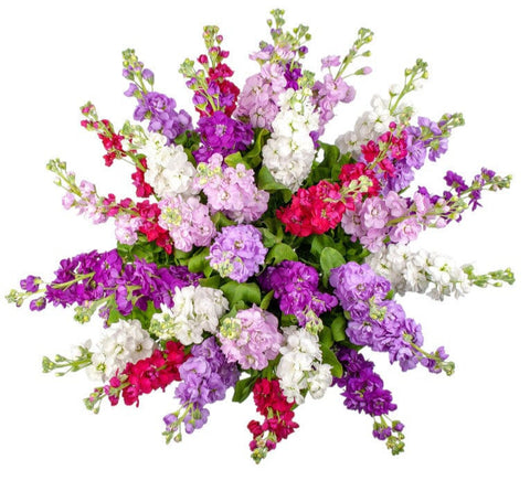 Pretty Multicolored Stock Bouquet