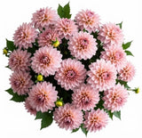 Pretty Pink Dahlia Bouquet - Flowers Box London